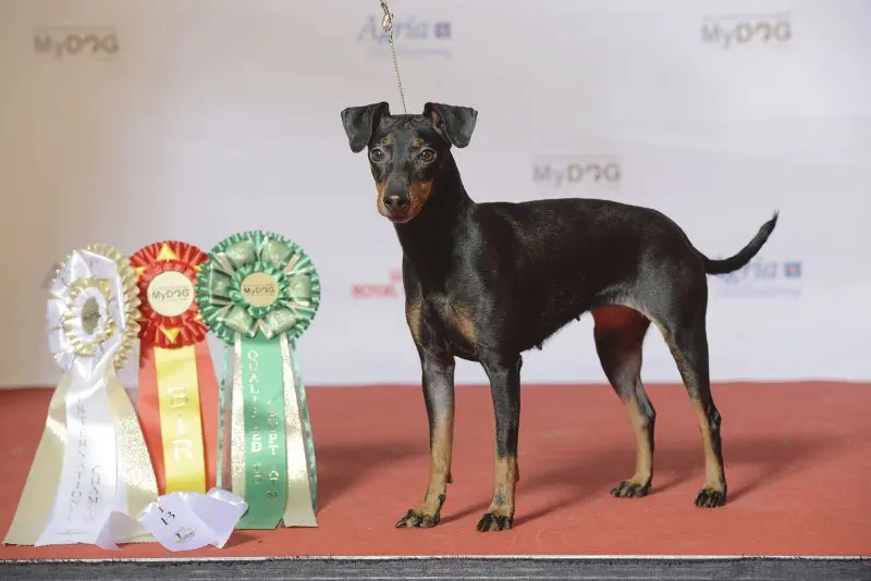 Một số hình ảnh chó Toy Manchester Terrier 13