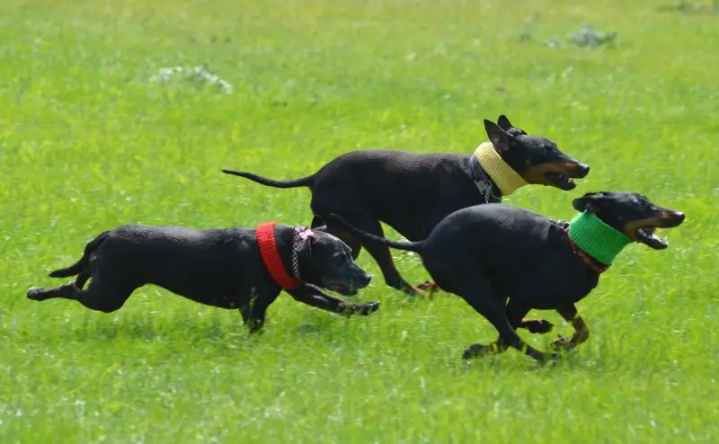 Một số hình ảnh chó Toy Manchester Terrier 14