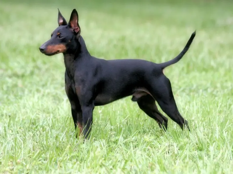 Một số hình ảnh chó Toy Manchester Terrier 15