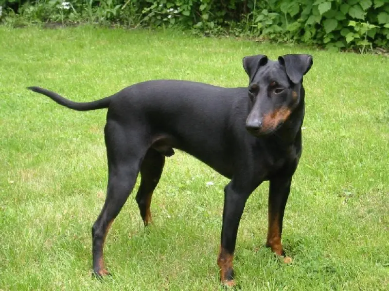 Một số hình ảnh chó Toy Manchester Terrier 16