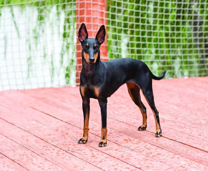 Một số hình ảnh chó Toy Manchester Terrier 17