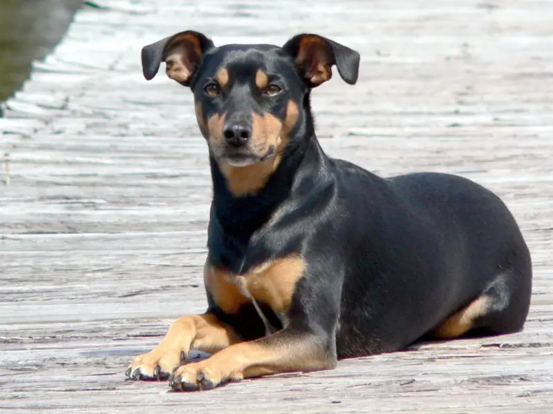 Một số hình ảnh chó Toy Manchester Terrier 18