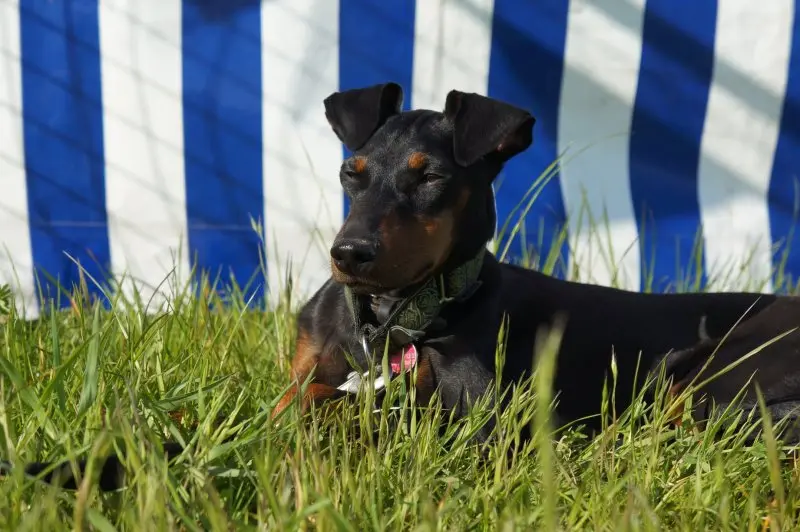 Một số hình ảnh chó Toy Manchester Terrier 19