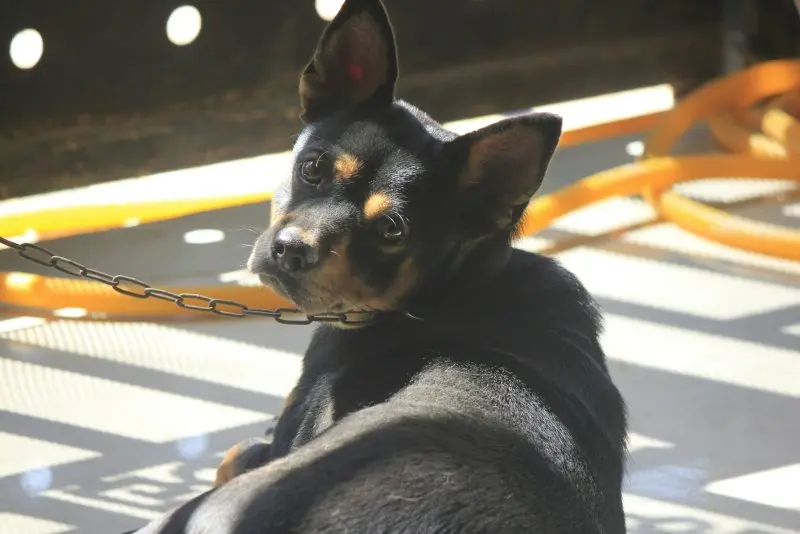 Một số hình ảnh chó Toy Manchester Terrier 20