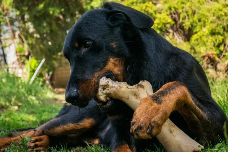 Một số hình ảnh chó Toy Manchester Terrier 21