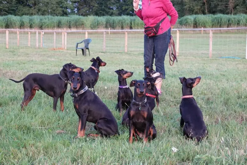 Một số hình ảnh chó Toy Manchester Terrier 22