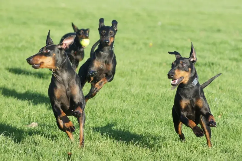 Một số hình ảnh chó Toy Manchester Terrier 23