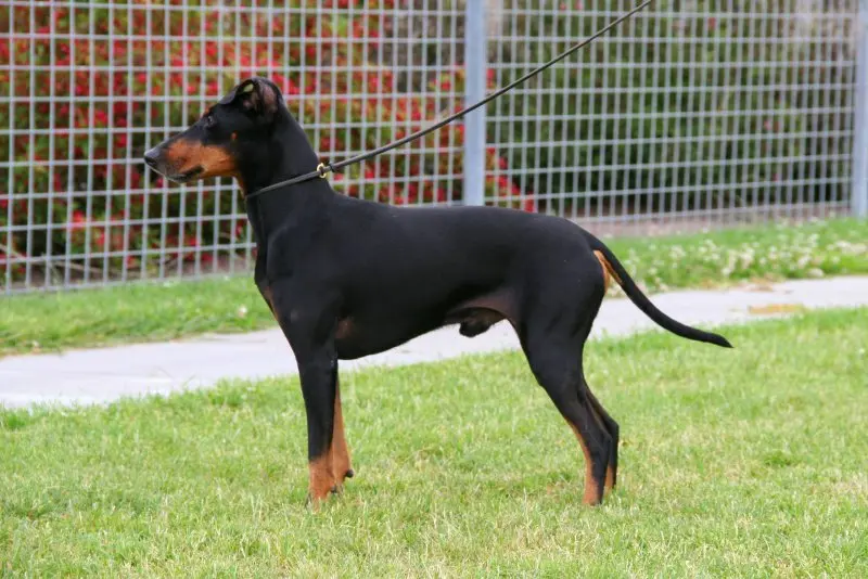 Nguồn gốc chó Toy Manchester Terrier