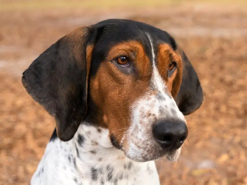 Đặc điểm của chó Treeing Walker Coonhound 1