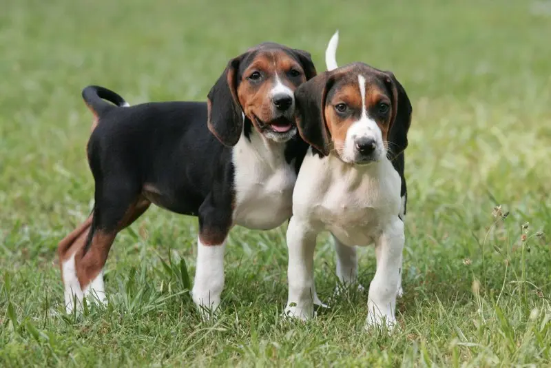 Cách chăm sóc chó Treeing Walker Coonhound 1