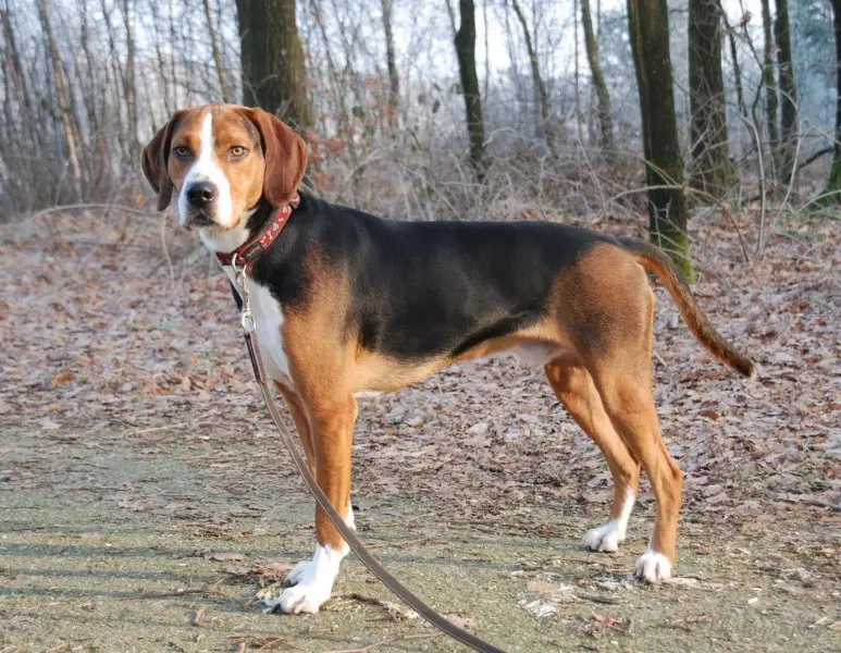 Cách chăm sóc chó Treeing Walker Coonhound 3