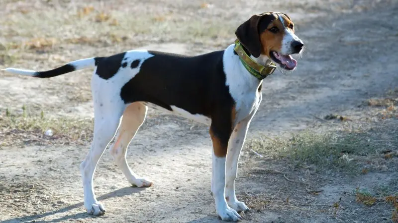 Các vấn đề sức khỏe của chó Treeing Walker Coonhound