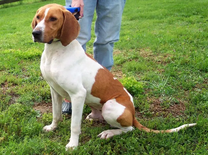 Giá bán chó Treeing Walker Coonhound