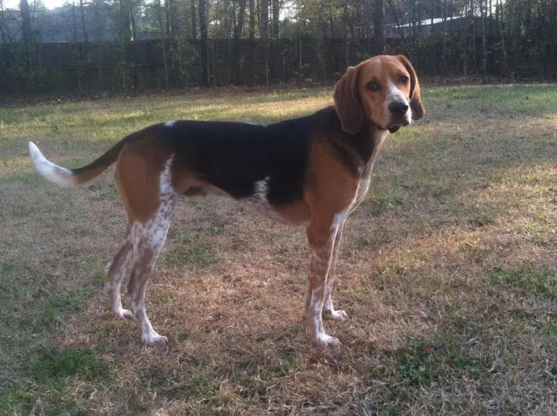 Một số hình ảnh chó Treeing Walker Coonhound 2