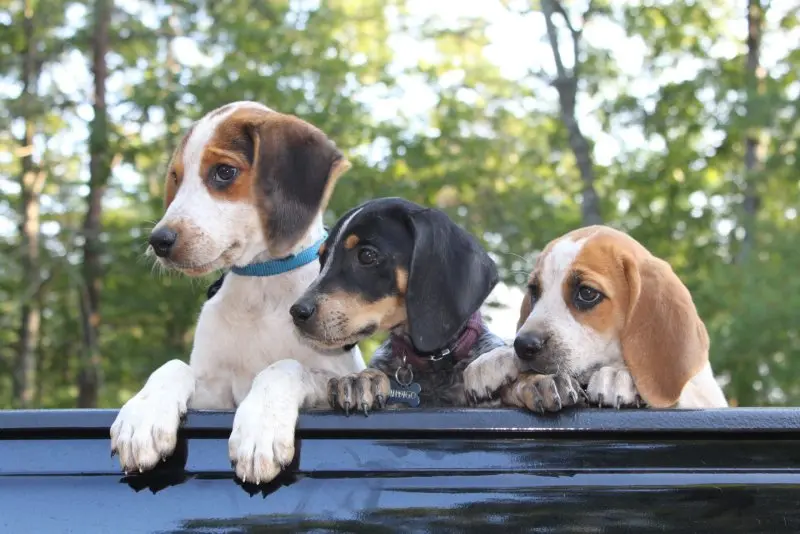 Một số hình ảnh chó Treeing Walker Coonhound 1