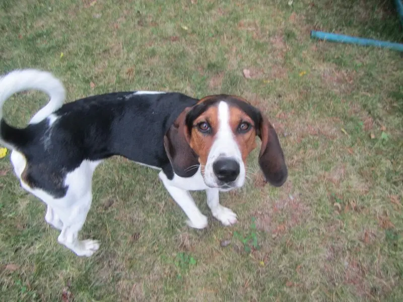 Một số hình ảnh chó Treeing Walker Coonhound 3