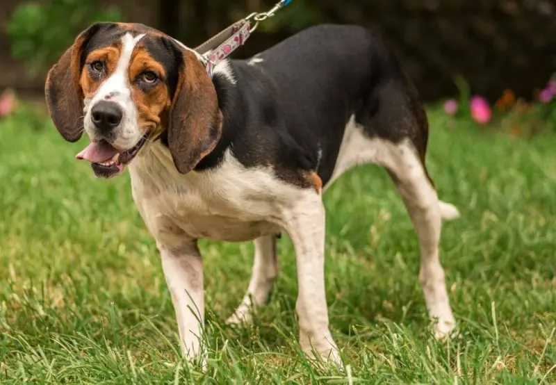 Một số hình ảnh chó Treeing Walker Coonhound 4