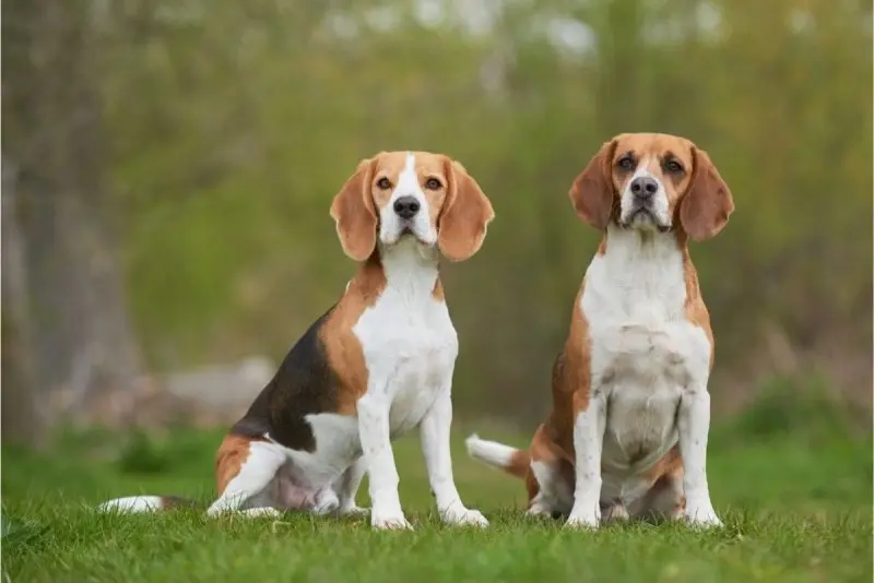 Một số hình ảnh chó Treeing Walker Coonhound 5