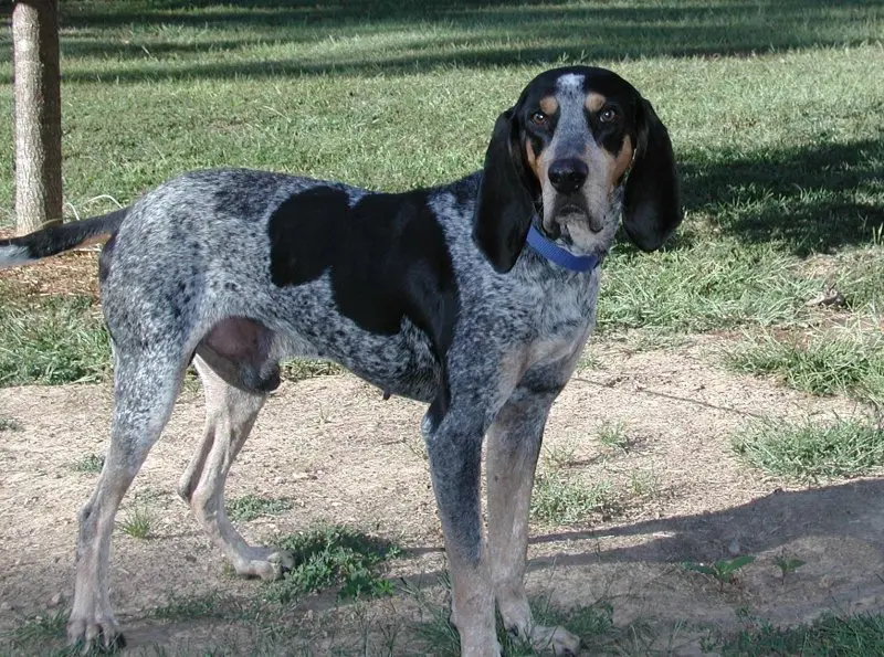 Một số hình ảnh chó Treeing Walker Coonhound 6