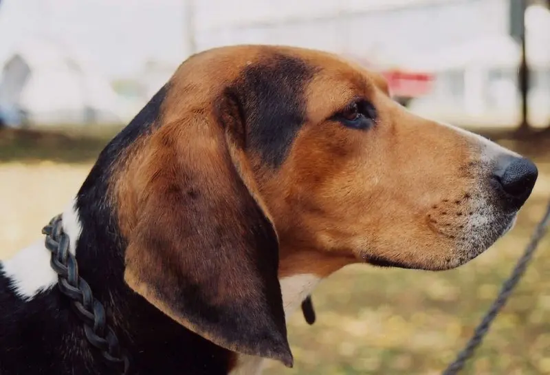 Một số hình ảnh chó Treeing Walker Coonhound 7