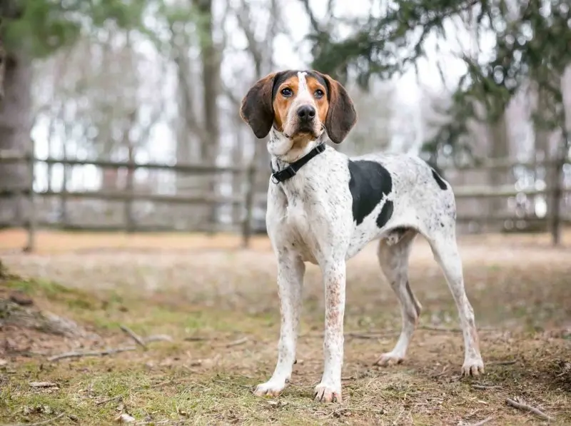 Một số hình ảnh chó Treeing Walker Coonhound 8