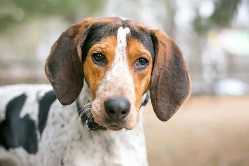 Một số hình ảnh chó Treeing Walker Coonhound 9