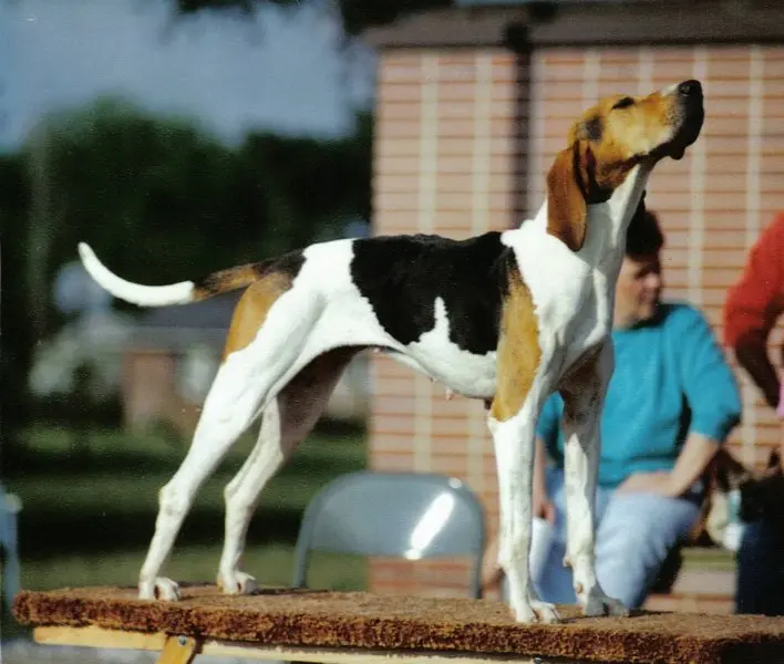 Một số hình ảnh chó Treeing Walker Coonhound 11