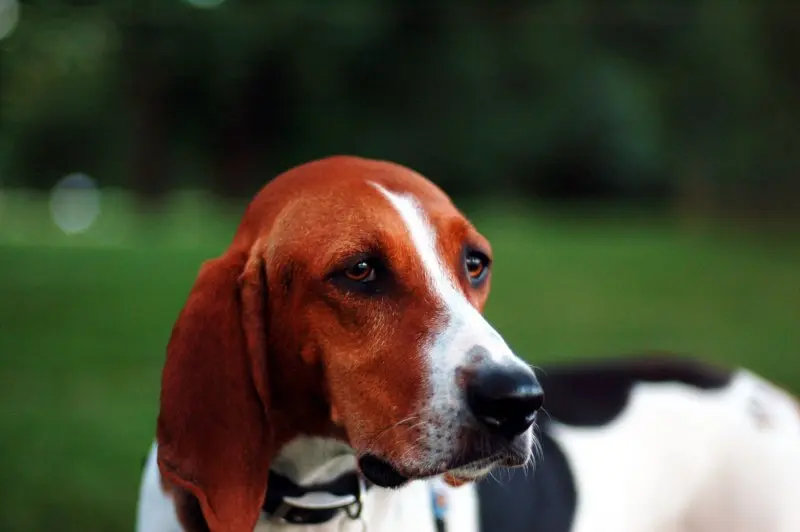 Một số hình ảnh chó Treeing Walker Coonhound 12