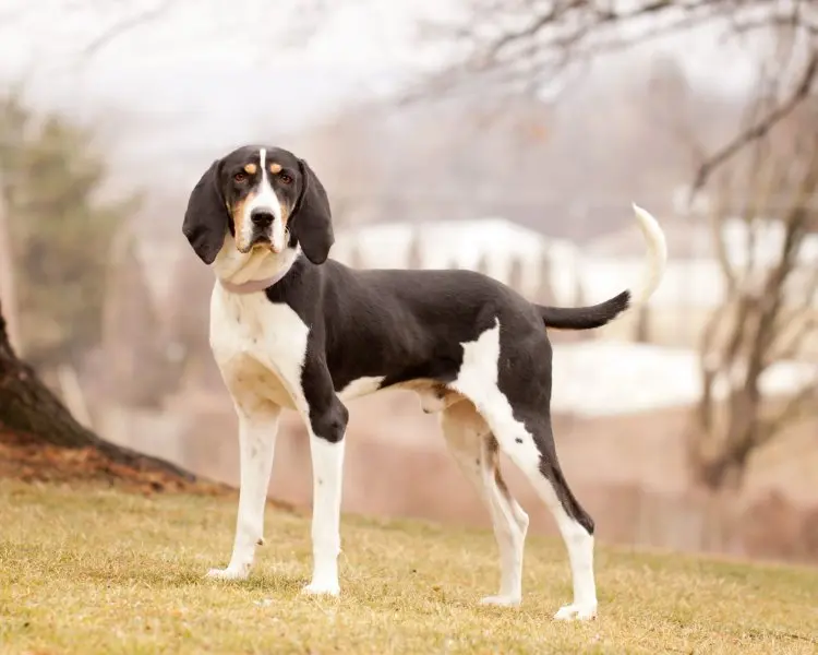 Một số hình ảnh chó Treeing Walker Coonhound 13