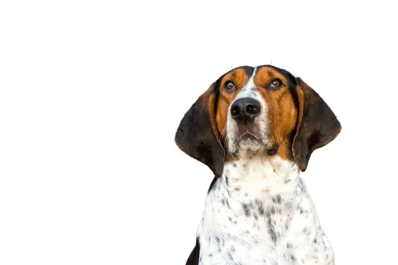 Một số hình ảnh chó Treeing Walker Coonhound 14