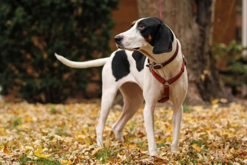 Một số hình ảnh chó Treeing Walker Coonhound 16