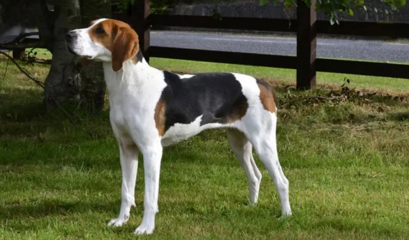 Một số hình ảnh chó Treeing Walker Coonhound 18