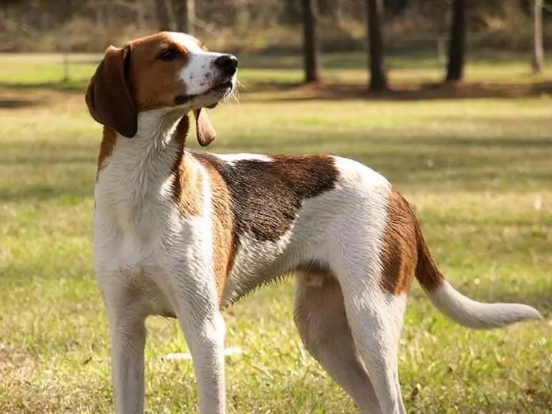 Một số hình ảnh chó Treeing Walker Coonhound 19