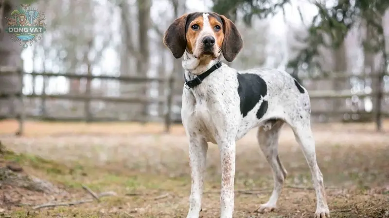 Nguồn gốc chó Treeing Walker Coonhound