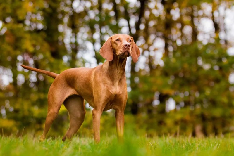 Nguồn gốc của chó Vizsla