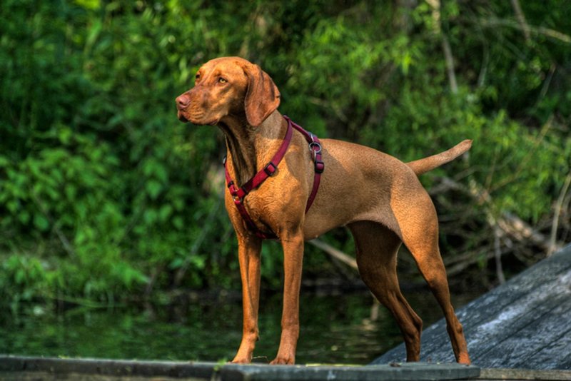 Cách chăm sóc chó Vizsla 1