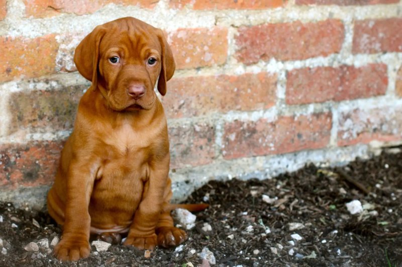 Sức khỏe, độ tuổi trung bình của chó Vizsla