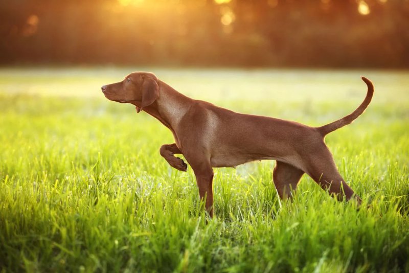 Một số hình ảnh chó Vizsla ấn tượng 1