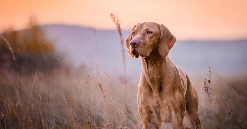 Một số hình ảnh chó Vizsla ấn tượng 4