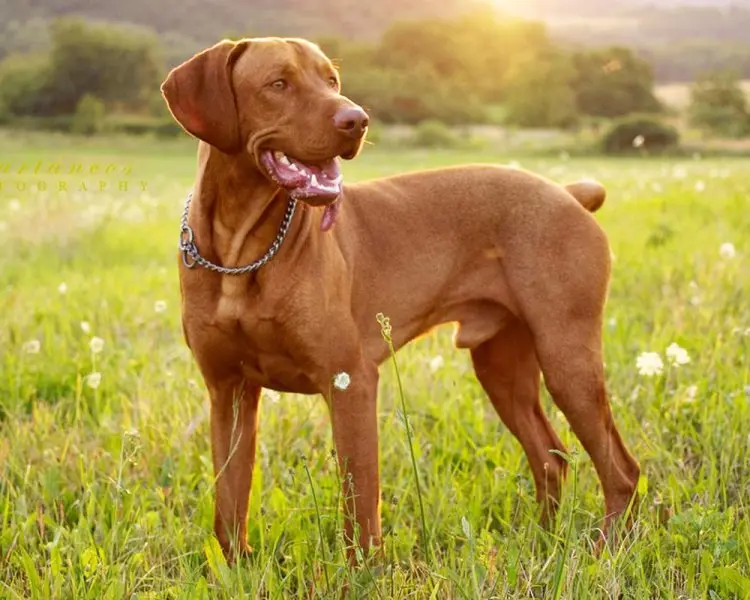 Một số hình ảnh chó Vizsla ấn tượng 5