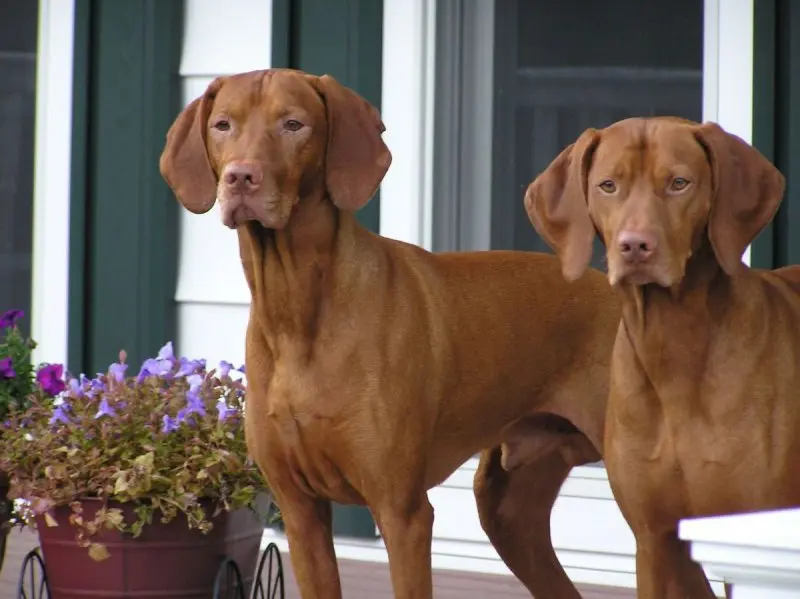 Một số hình ảnh chó Vizsla ấn tượng 6