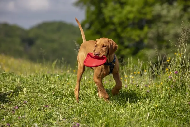 Một số hình ảnh chó Vizsla ấn tượng 7