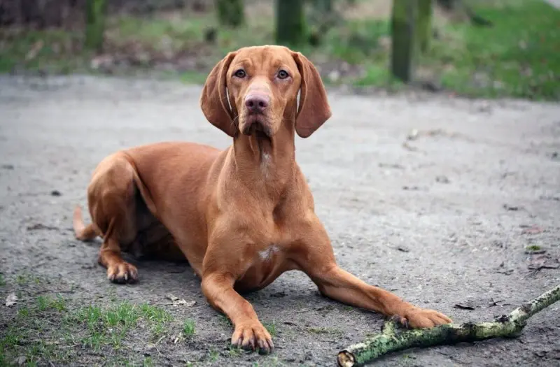 Một số hình ảnh chó Vizsla ấn tượng 8