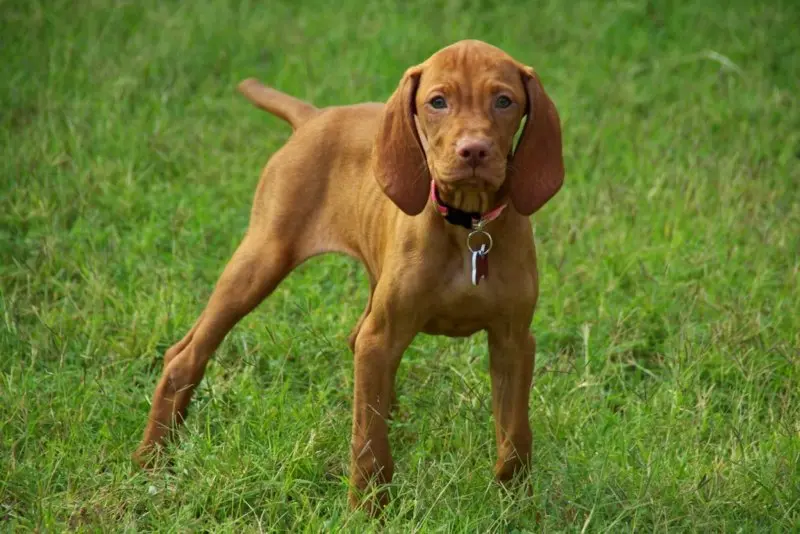 Một số hình ảnh chó Vizsla ấn tượng 9