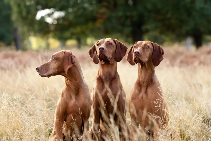 Một số hình ảnh chó Vizsla ấn tượng 12