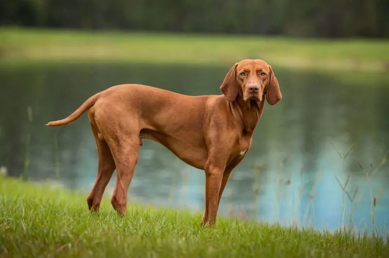 Một số hình ảnh chó Vizsla ấn tượng 13