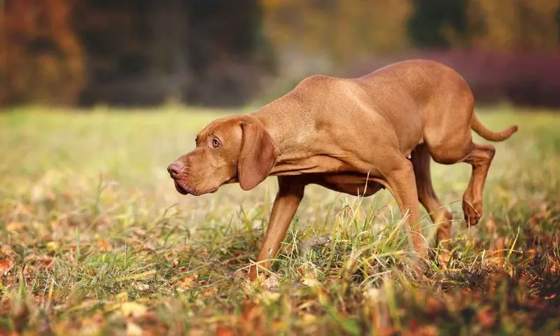 Một số hình ảnh chó Vizsla ấn tượng 14