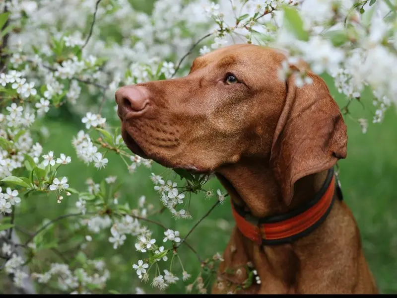 Một số hình ảnh chó Vizsla ấn tượng 15