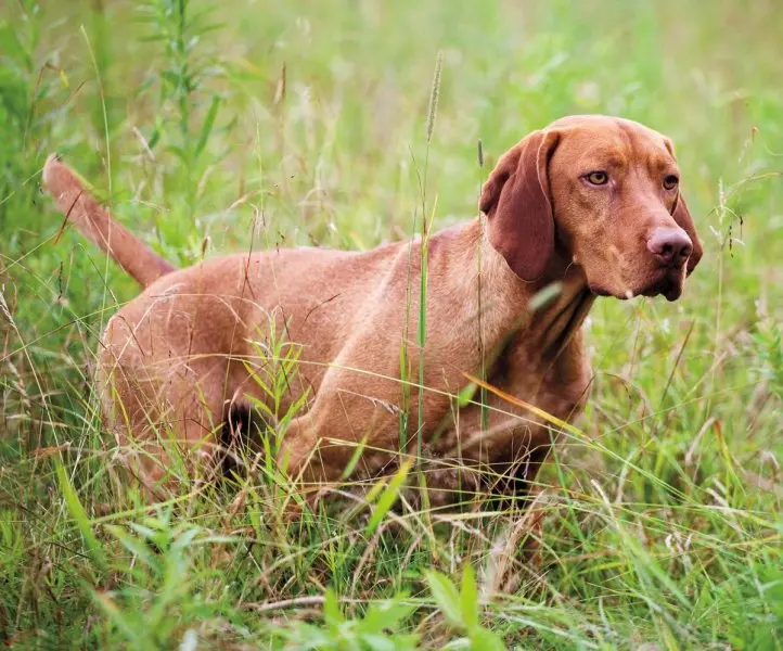 Một số hình ảnh chó Vizsla ấn tượng 17