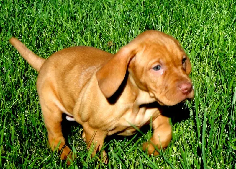 Một số hình ảnh chó Vizsla ấn tượng 18